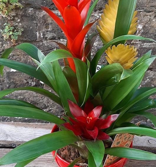 Bromeliad Guzmania - trio in red Flowers of Borough Green Florist Se